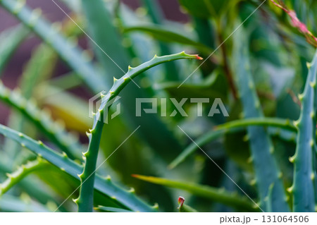 散歩の途中で見つけた光景 131064506