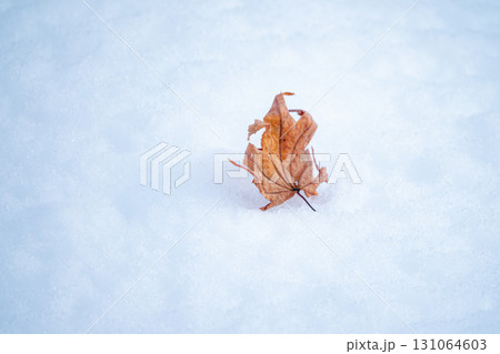 雪の上に落ちた枯葉一枚のイメージ風景 雪の上に落ちた枯葉一枚のイメージ風景 131064603