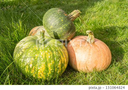 Pumpkins. Harvesting pumpkins on farm. Pumpkins. Harvesting pumpkins on farm. 131064824