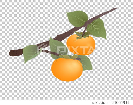 Persimmon branch 131064931