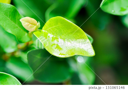 ficus pumila or climbing fig or MORACEAE and rain droplet ficus pumila or climbing fig or MORACEAE and rain droplet 131065146