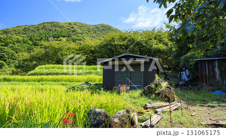 石部の棚田の秋 石部の棚田の秋 131065175