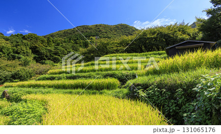 石部の棚田の秋 石部の棚田の秋 131065176