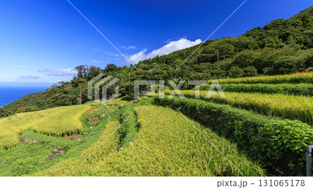 石部の棚田の秋 131065178