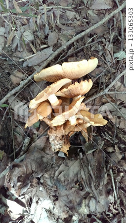 オオワライタケ 131065303