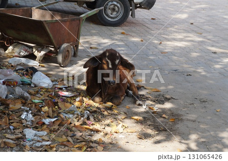 インド　プシュカルの街並み 131065426
