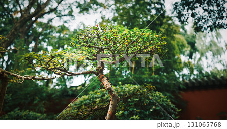 Chengdu, Sichuan, China. Garden Area Of Wuhou Memorial Temple. Ornamental Bonsai Tree. Comfortable Environment To Embrace Nature. Penjing Also Known As Penzai. Ancient Chinese Art Of Depicting 131065768