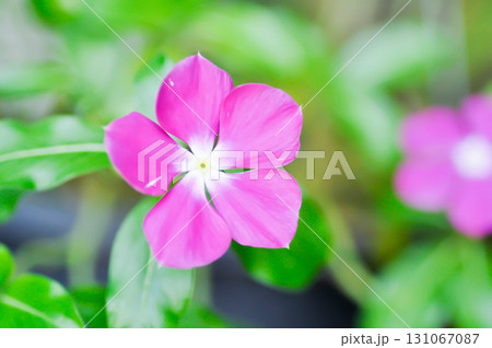 Catharanthus roseus G Don ,APOCYNACEAE or Madagascar periwinkle or Vinca or Old maid or purple flower 131067087