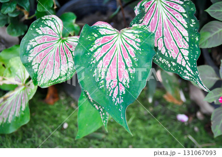 Caladium ,Caladium ThaiBeauty or Dieffenbachia seguine or Caladium bicolor or Araceae or pink leaf 131067093