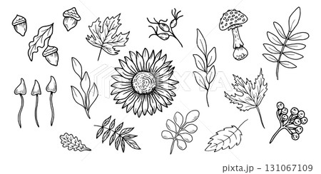 A set of flowers, mushrooms, twigs, and berries. Sunflower with oak, maple leaves. Botanical vector illustration. Black outline drawing in doodle style. Line art for seasonal holidays. Thanksgiving. A set of flowers, mushrooms, twigs, and berries. Sunflower with oak, maple leaves. Botanical vector illustration. Black outline drawing in doodle style. Line art for seasonal holidays. Thanksgiving. 131067109