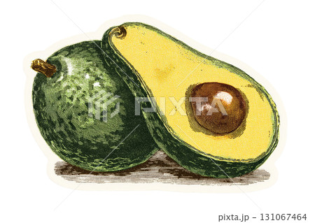 Vintage illustration of whole and halved avocado depicting detailed botanical art 131067464