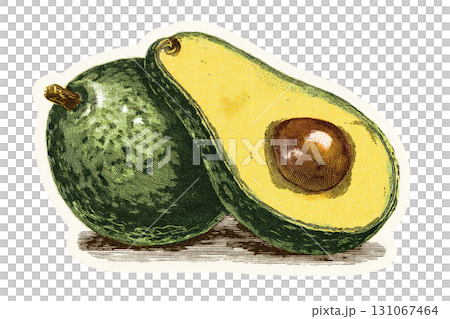 Vintage illustration of whole and halved avocado depicting detailed botanical art 131067464