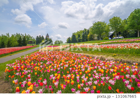 国営滝野すずらん丘陵公園のチューリップ 131067665