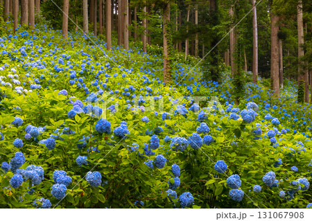 岩手県一関市舞川原沢　紫陽花の名所みちのくあじさい園　杉林の木々の間を埋める青いヒメアジサイの群生 131067908