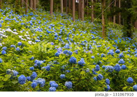 岩手県一関市舞川原沢　紫陽花の名所みちのくあじさい園　杉林の木々の間を埋める青いヒメアジサイの群生 131067910