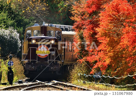 錦秋の鉄路をトロッコ列車が行く…  『トロッコわたらせ渓谷号』沢入駅にて 131067980