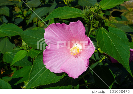 芙蓉の花 芙蓉の花 131068476