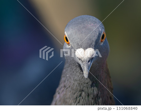 鳩の頭部のアップ 131068840
