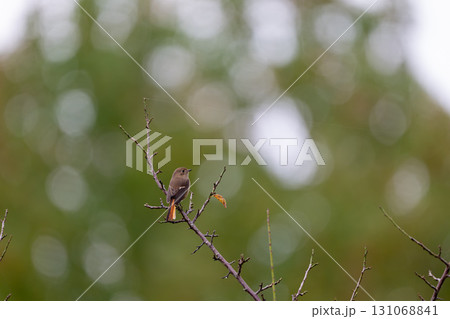 枝にとまるジョウビタキのメス 131068841