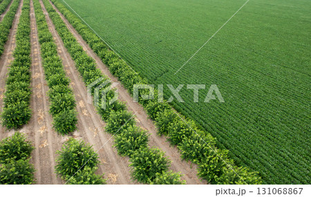 Aerial View of Agricultural Field and Tree Plantation 131068867