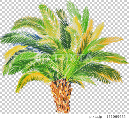 Hand-drawn colored pencils style tropical palm trees on white background Hand-drawn colored pencils style tropical palm trees on white background 131069483