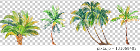 Hand-drawn colored pencils style set of tropical palm trees on white background Hand-drawn colored pencils style set of tropical palm trees on white background 131069485