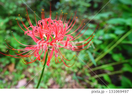 彼岸花 131069497