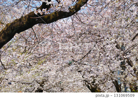 常盤平さくらまつり　常盤平さくら通りの満開の美しい桜（千葉県松戸市） 131069509