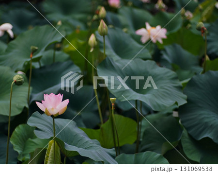 大阪市大川河川公園の瓢箪池の可憐なハスの花 大阪市大川河川公園の瓢箪池の可憐なハスの花 131069538