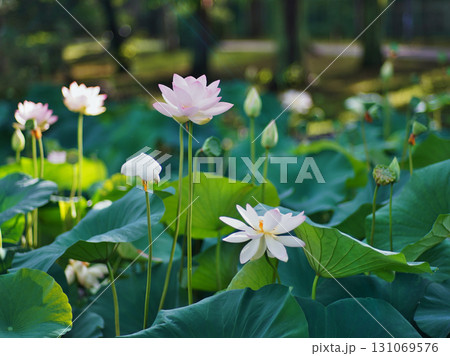 大阪市大川河川公園の瓢箪池の可憐なハスの花 131069576