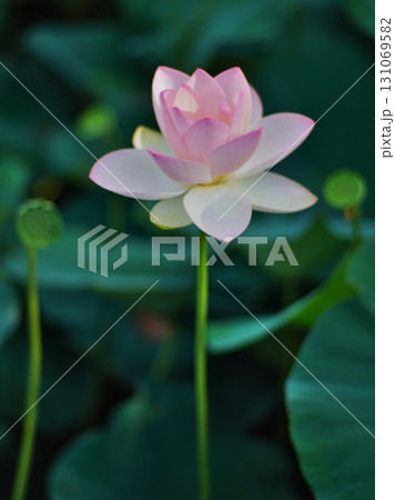 大阪市大川河川公園の瓢箪池の可憐なハスの花 131069582