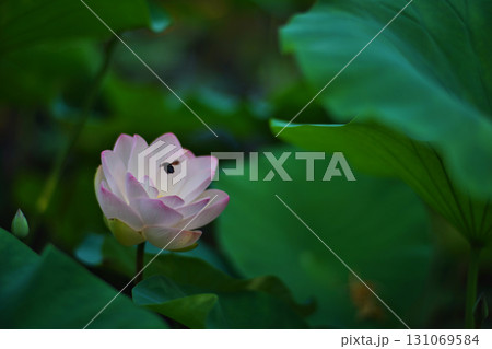 大阪市大川河川公園の瓢箪池の可憐なハスの花 131069584