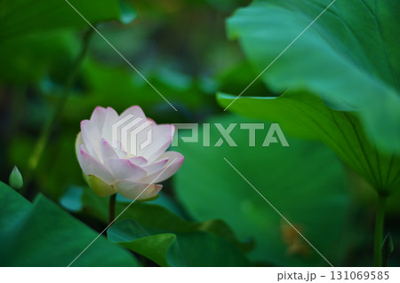 大阪市大川河川公園の瓢箪池の可憐なハスの花 131069585