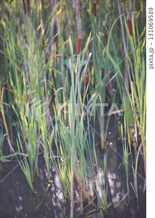 大阪市大川河川公園の瓢箪池のガマ 大阪市大川河川公園の瓢箪池のガマ 131069589