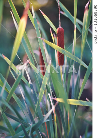 大阪市大川河川公園の瓢箪池のガマ 大阪市大川河川公園の瓢箪池のガマ 131069590