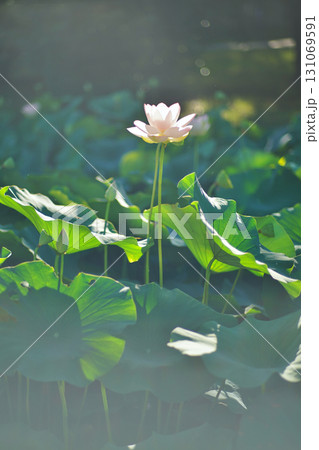 大阪市大川河川公園の瓢箪池の可憐なハスの花 131069591