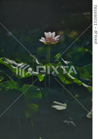 大阪市大川河川公園の瓢箪池の可憐なハスの花 131069592