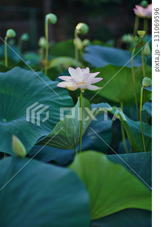 大阪市大川河川公園の瓢箪池の可憐なハスの花 131069596