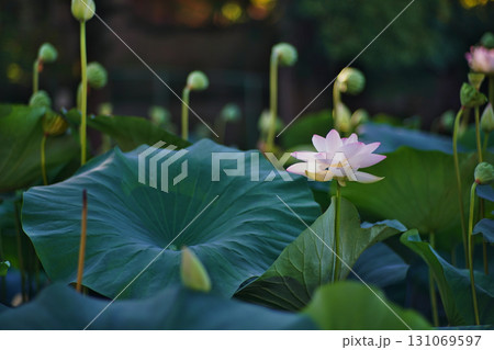 大阪市大川河川公園の瓢箪池の可憐なハスの花 131069597