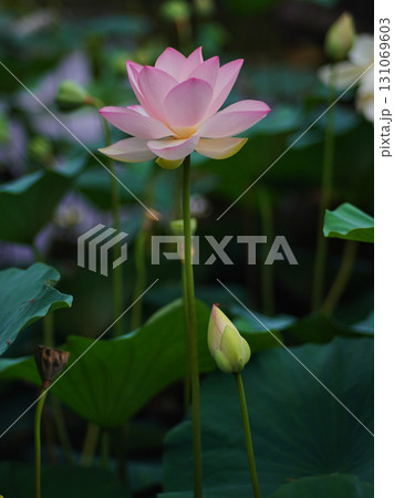 大阪市大川河川公園の瓢箪池の可憐なハスの花 131069603