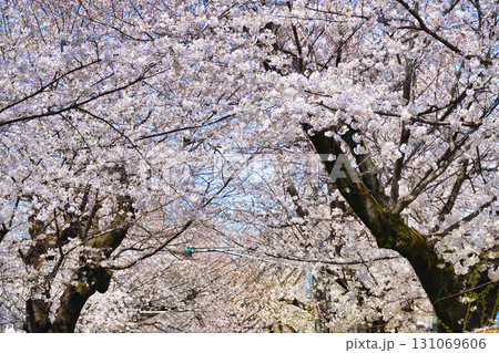常盤平さくらまつり　常盤平さくら通りの満開の美しい桜（千葉県松戸市） 131069606
