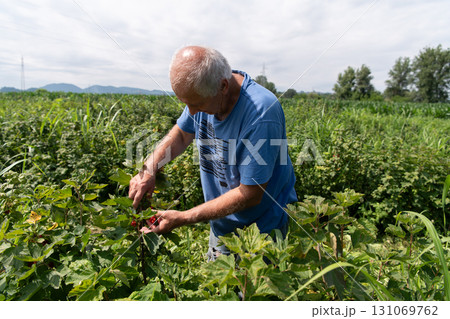 Senior Farmer Carefully Inspecting His Blueberry Farm to Ensure Quality and Progress 131069762
