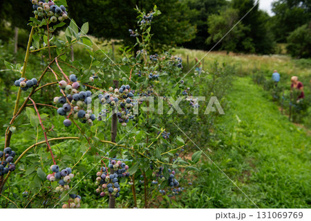 Expansive Blueberry Farm Dedicated to Producing Fresh and Healthy Fruit. Expansive Blueberry Farm Dedicated to Producing Fresh and Healthy Fruit. 131069769