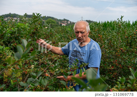 Senior Farmer Carefully Inspecting His Blueberry Farm to Ensure Quality and Progress 131069778