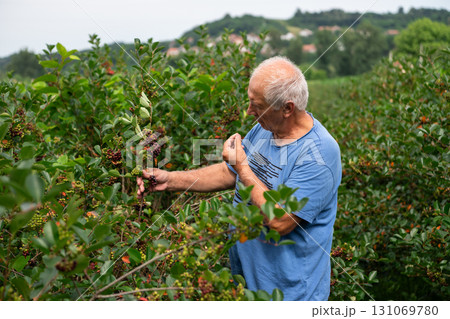 Senior Farmer Carefully Inspecting His Blueberry Farm to Ensure Quality and Progress Senior Farmer Carefully Inspecting His Blueberry Farm to Ensure Quality and Progress 131069780