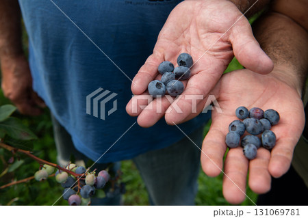 Father and Son Farmers Inspecting the Quality of Their Blueberry Harvest Together. 131069781