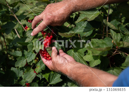 Senior Farmer Carefully Inspecting His Blueberry Farm to Ensure Quality and Progress Senior Farmer Carefully Inspecting His Blueberry Farm to Ensure Quality and Progress 131069835