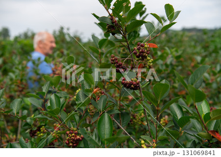 Senior Farmer Carefully Inspecting His Blueberry Farm to Ensure Quality and Progress 131069841