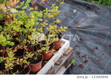 Young Blueberry Seedlings Ready for Future Production of Fresh Juices. 131069846