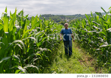 Senior Farmer Walking Through His Fields of Corn, Raspberries, and Blueberries. 131069850